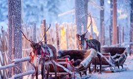 Kuzey Işıkları LAPLAND TURU  ( Sevgililer Günü Özel 3 Gece Konaklamalı)