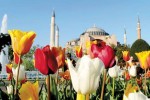 Lale Festivali ve Erguvan Zamanına Özel İSTANBUL TURU (2020)