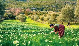 Nergis Zamanı ve Festivali KARABURUN-MORDOĞAN-BALIKLIOVA